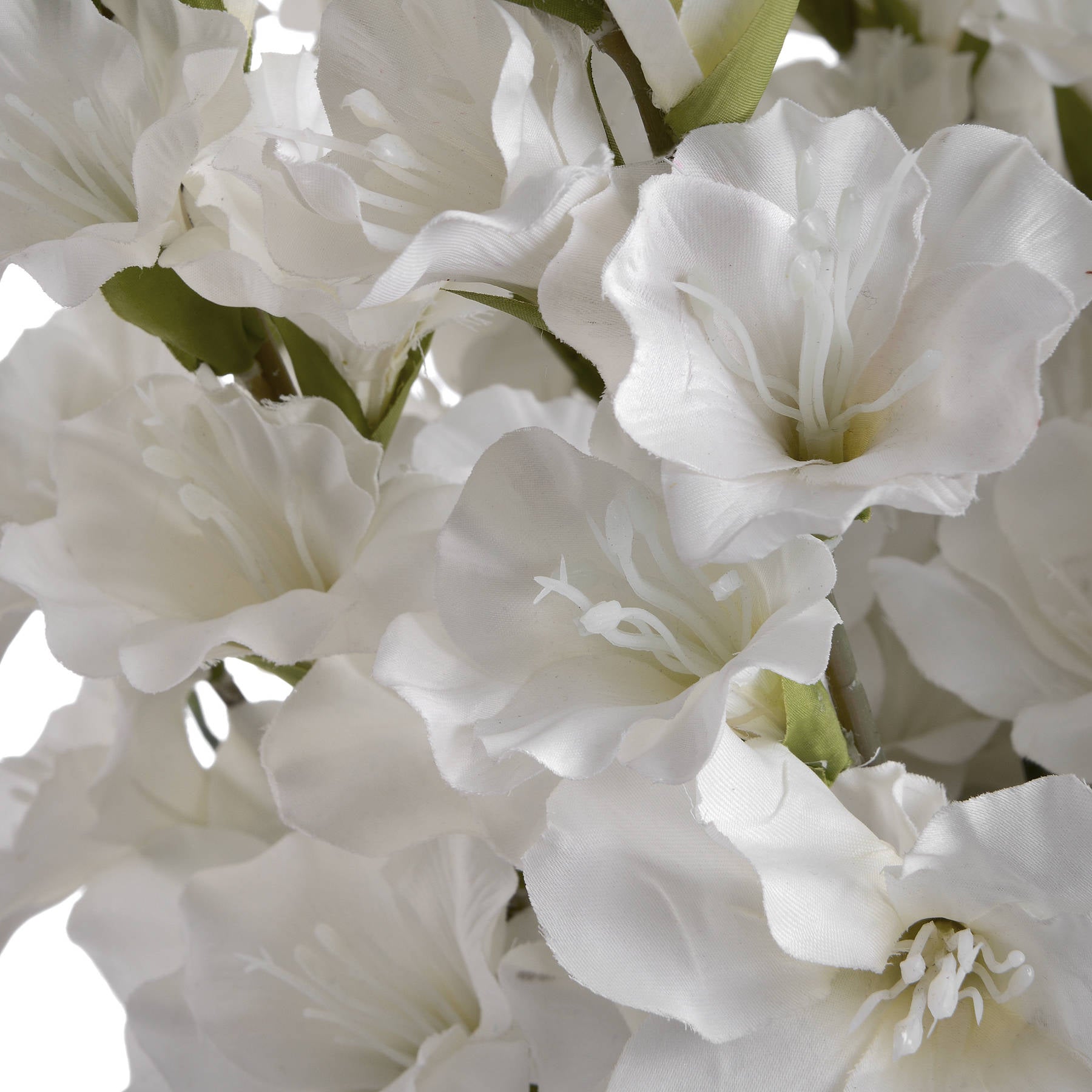 10 White Gladioli