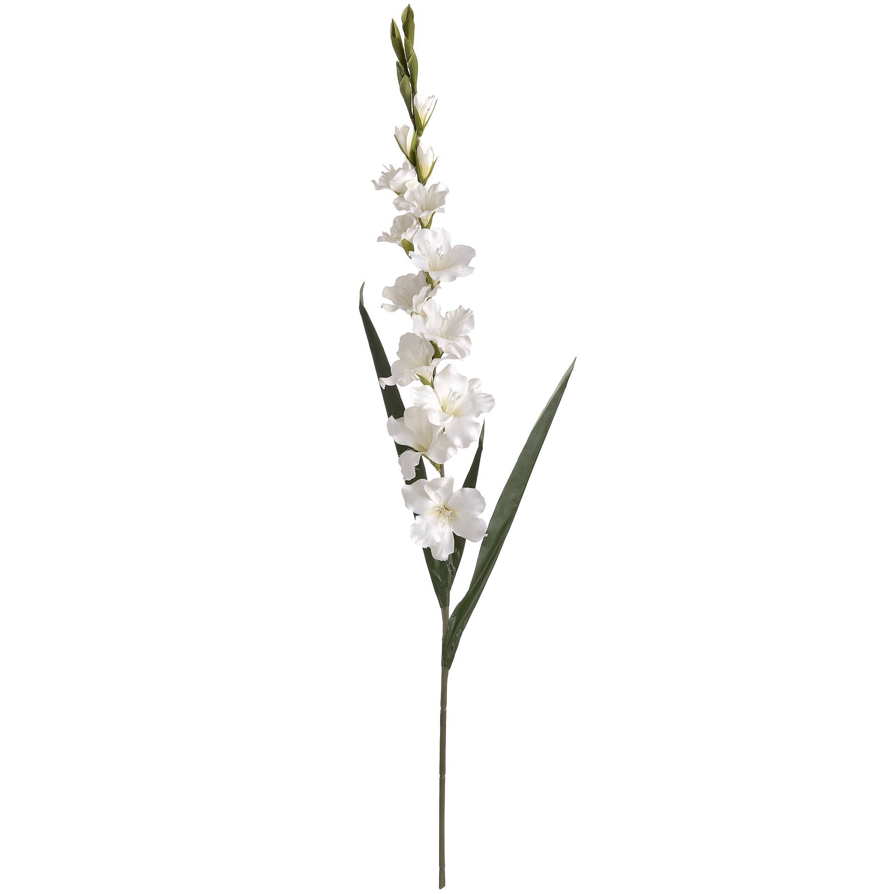 5 White Gladioli