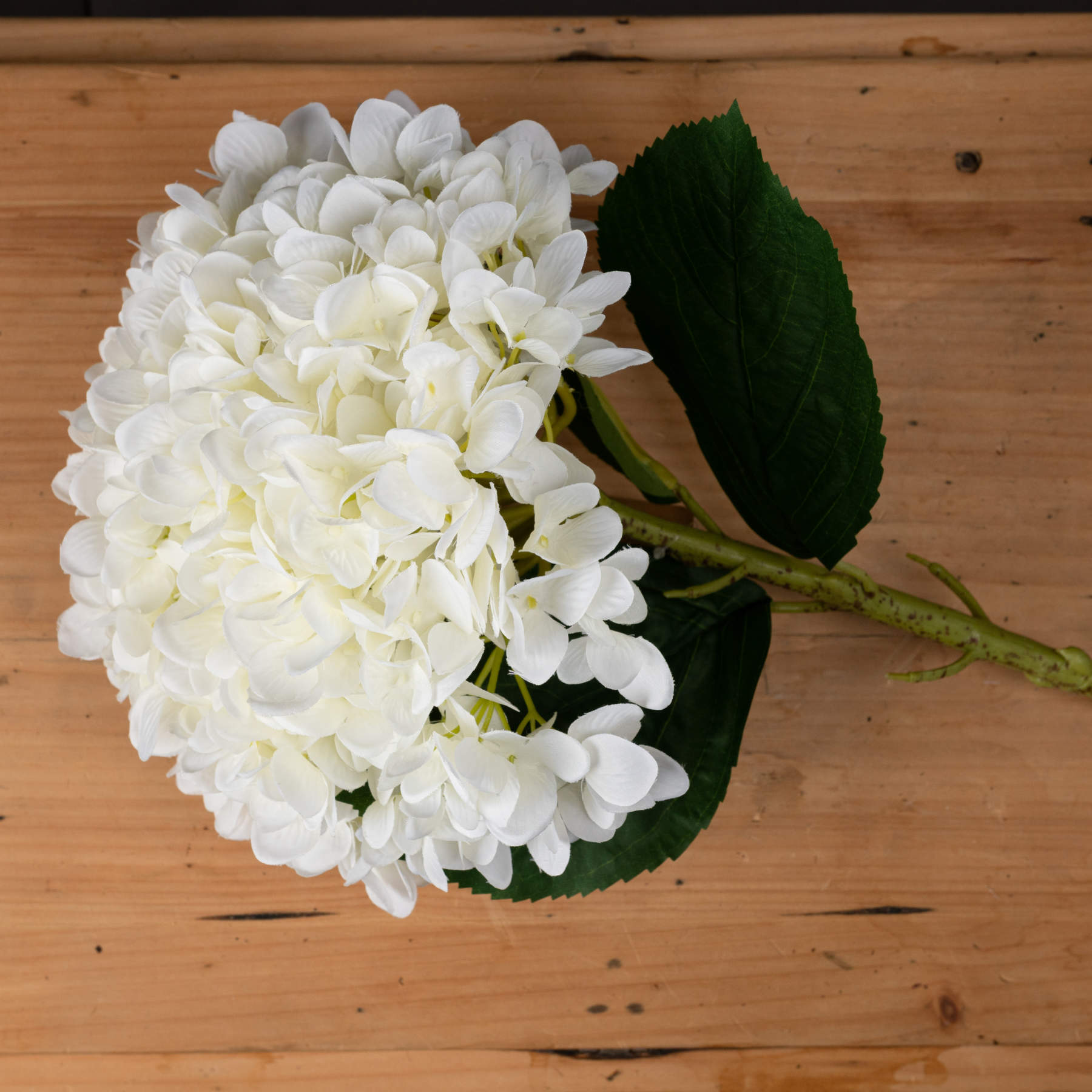 White Hydrangeas