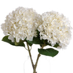 White Hydrangeas