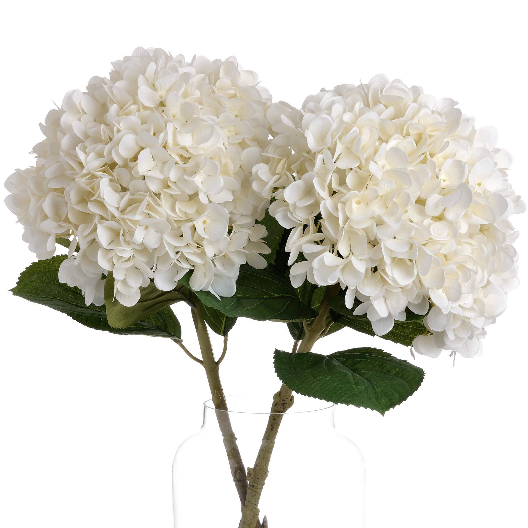 White Hydrangeas