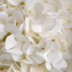 White Hydrangeas