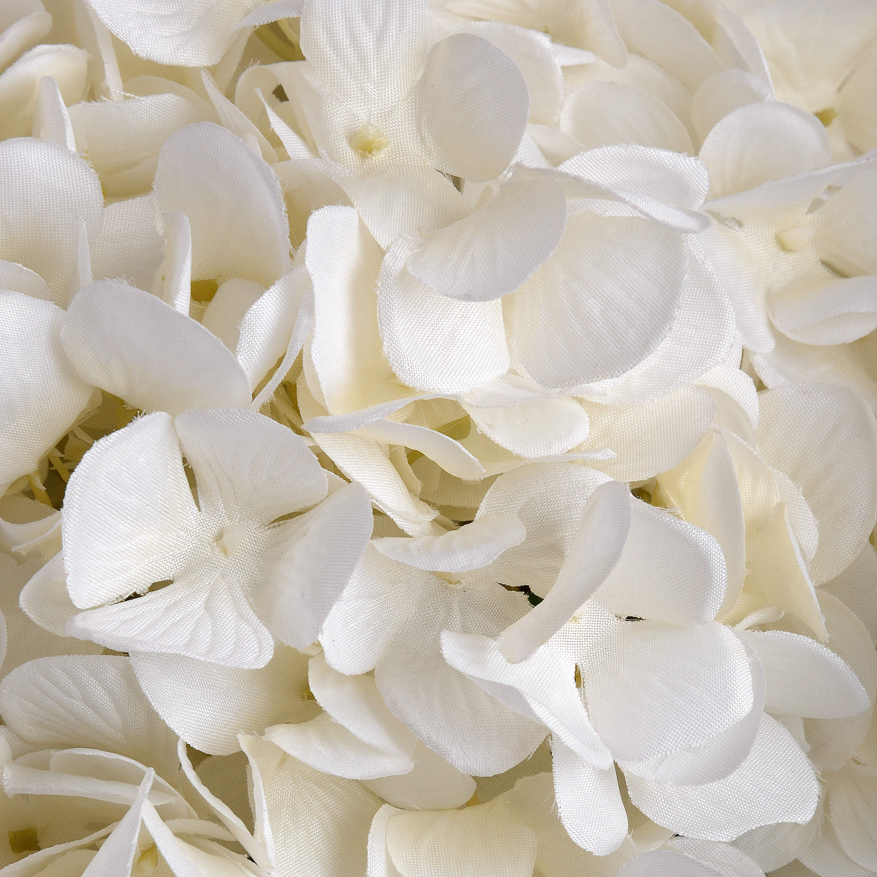 White Hydrangeas