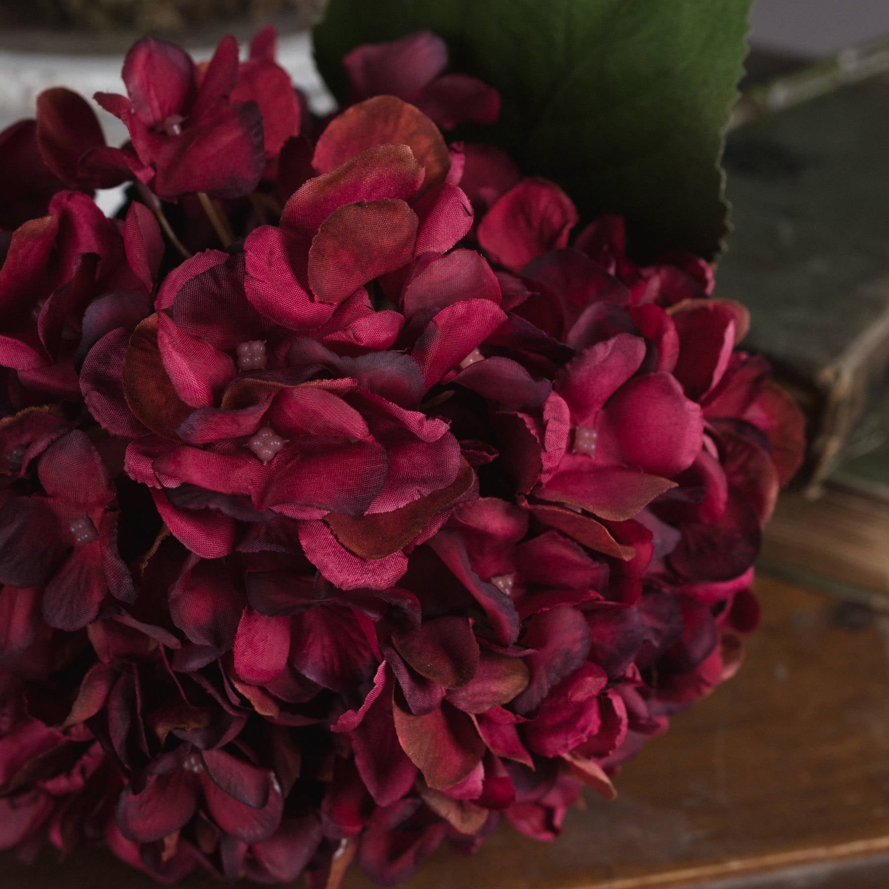 10 Autumn Ruby Hydrangeas