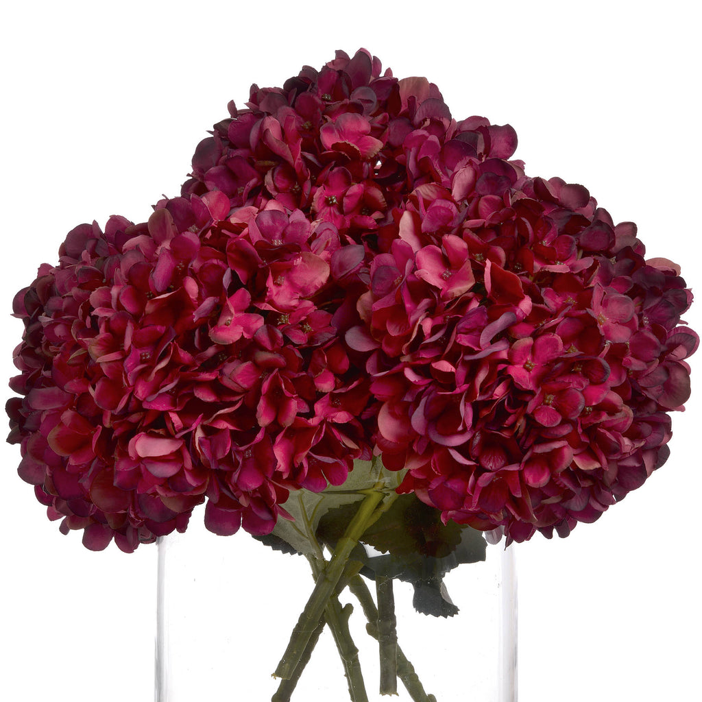 10 Autumn Ruby Hydrangeas