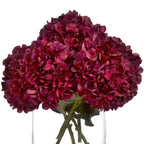 5 Autumn Ruby Hydrangeas