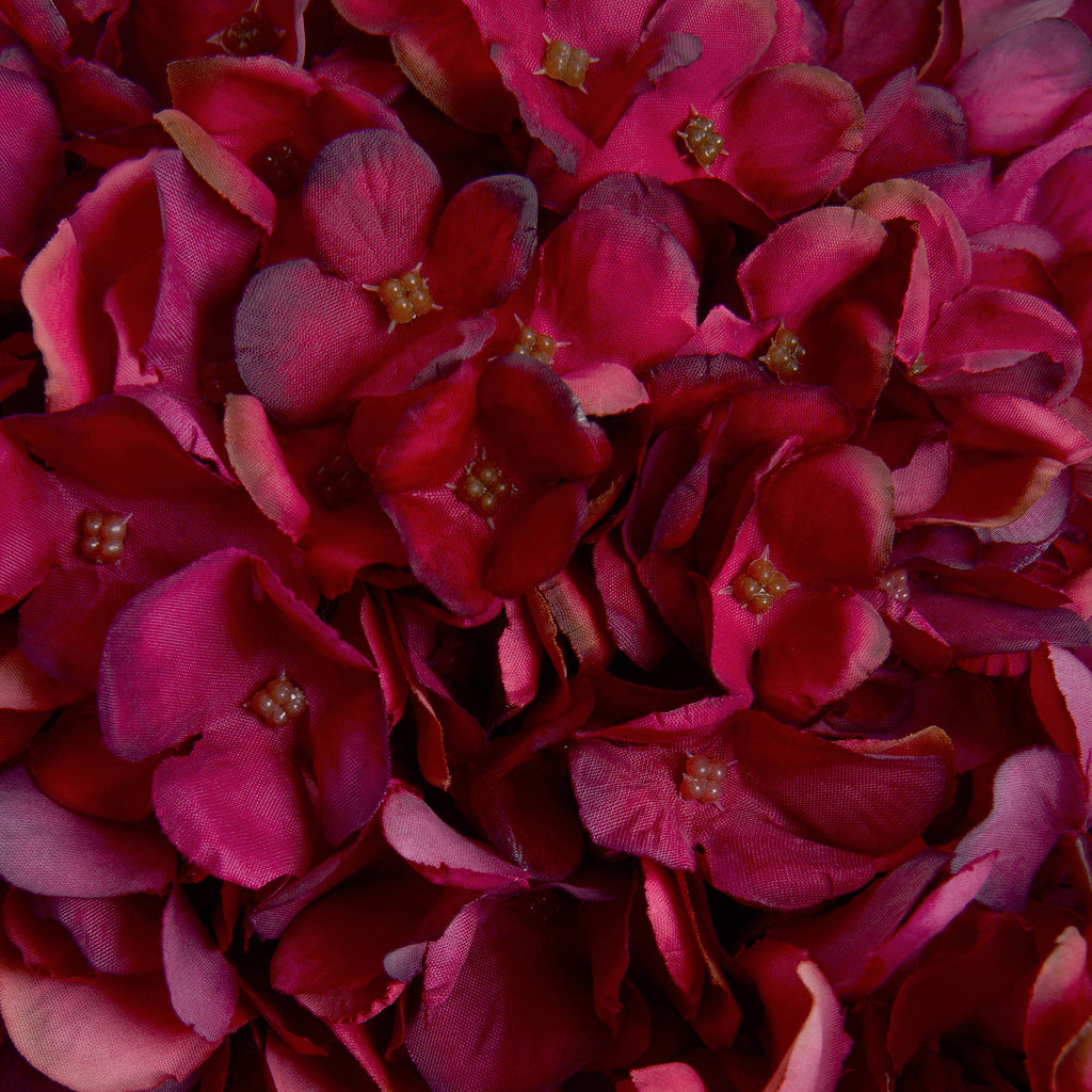 10 Autumn Ruby Hydrangeas