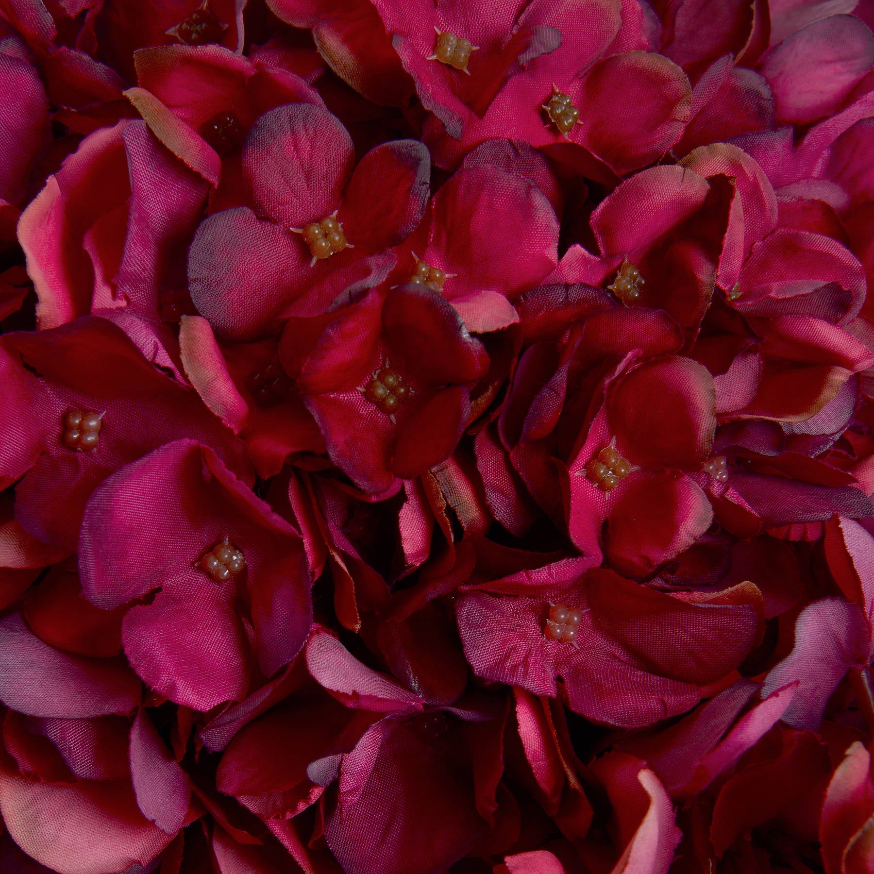 10 Autumn Ruby Hydrangeas