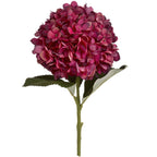 5 Autumn Ruby Hydrangeas
