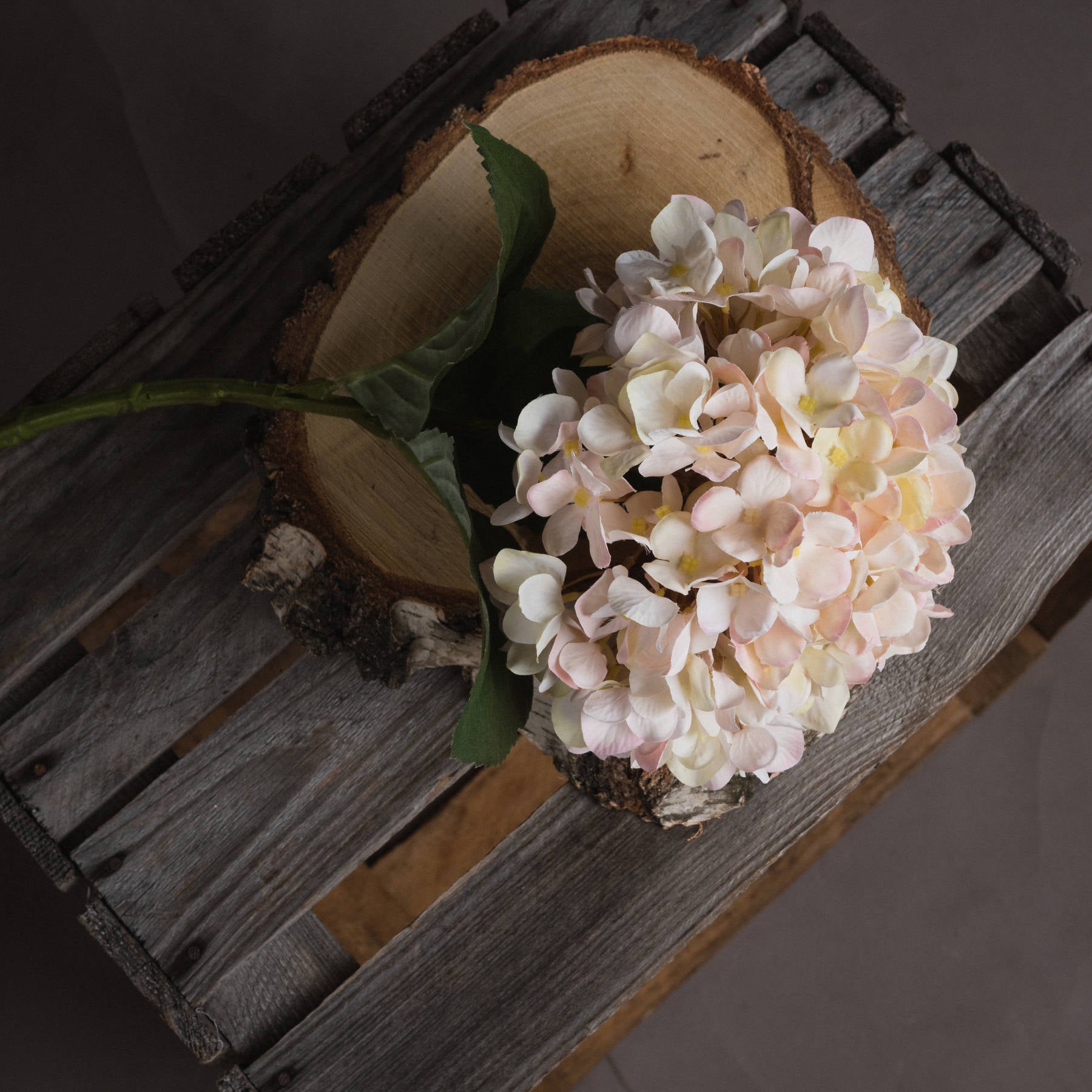 10 Autumn White Hydrangeas