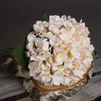 5 Autumn White Hydrangeas