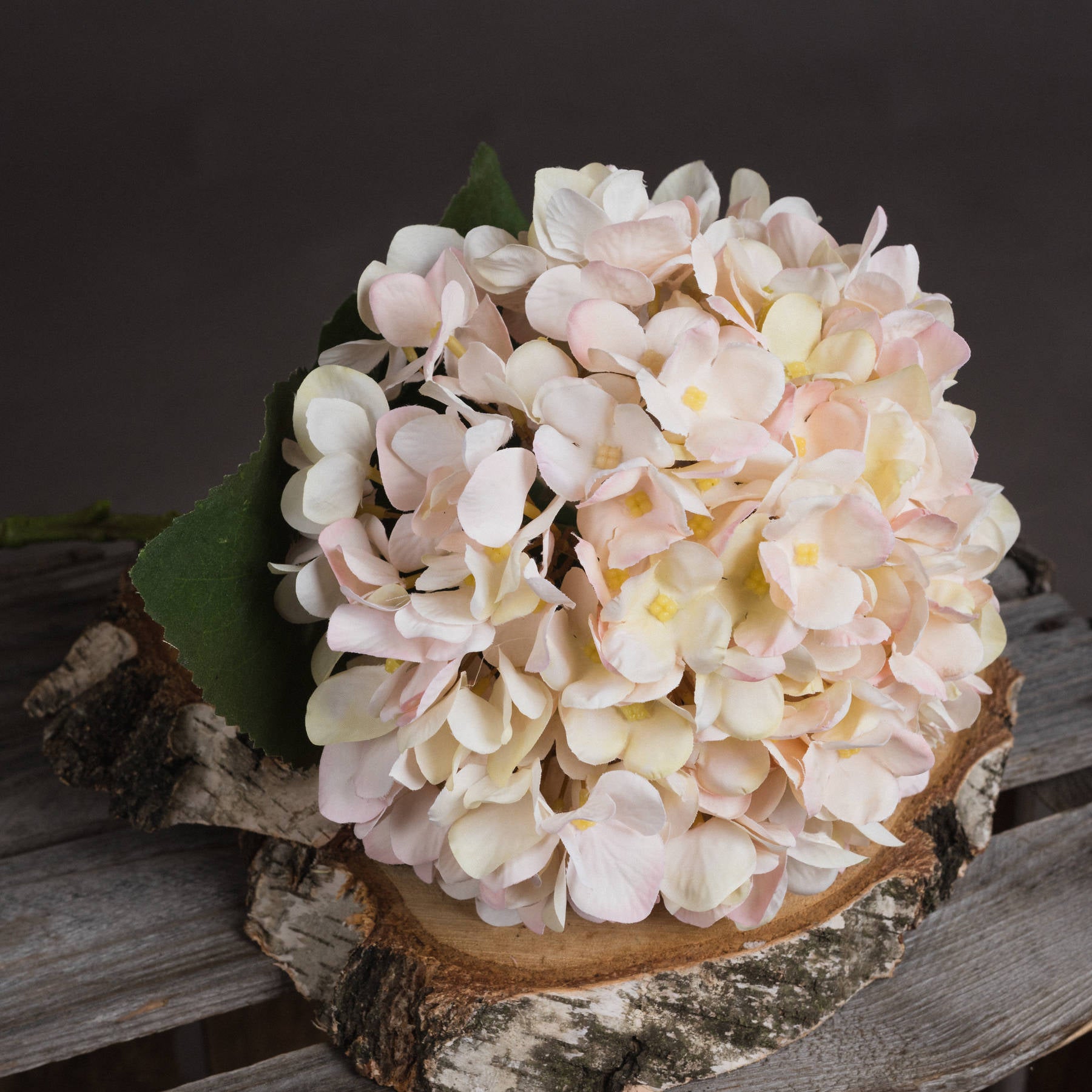 5 Autumn White Hydrangeas