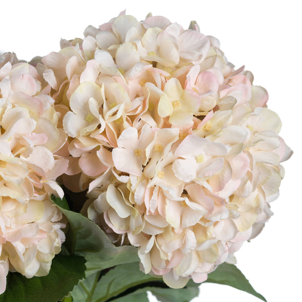 5 Autumn White Hydrangeas