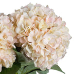 5 Autumn White Hydrangeas