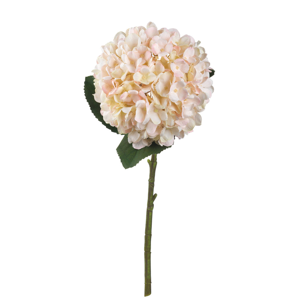 10 Autumn White Hydrangeas