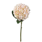 10 Autumn White Hydrangeas