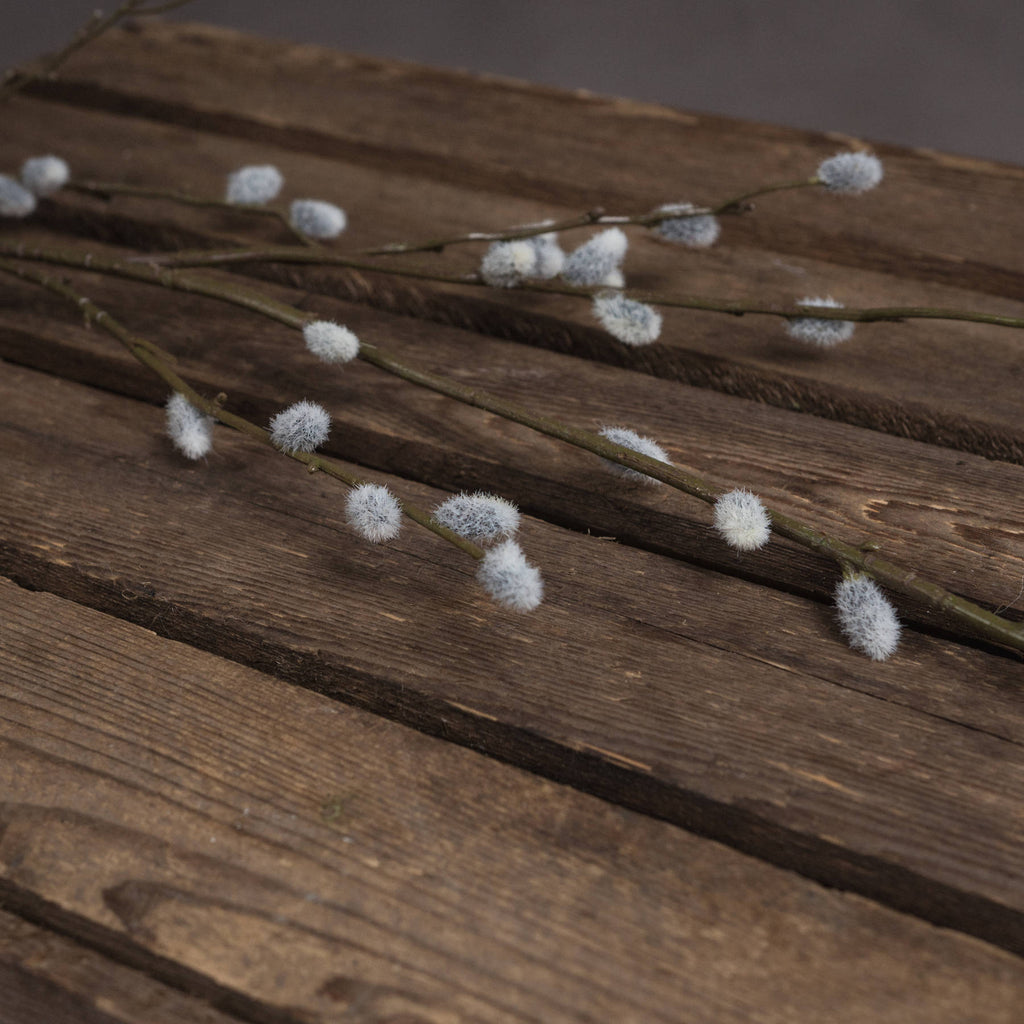 Pussy Willow Branches