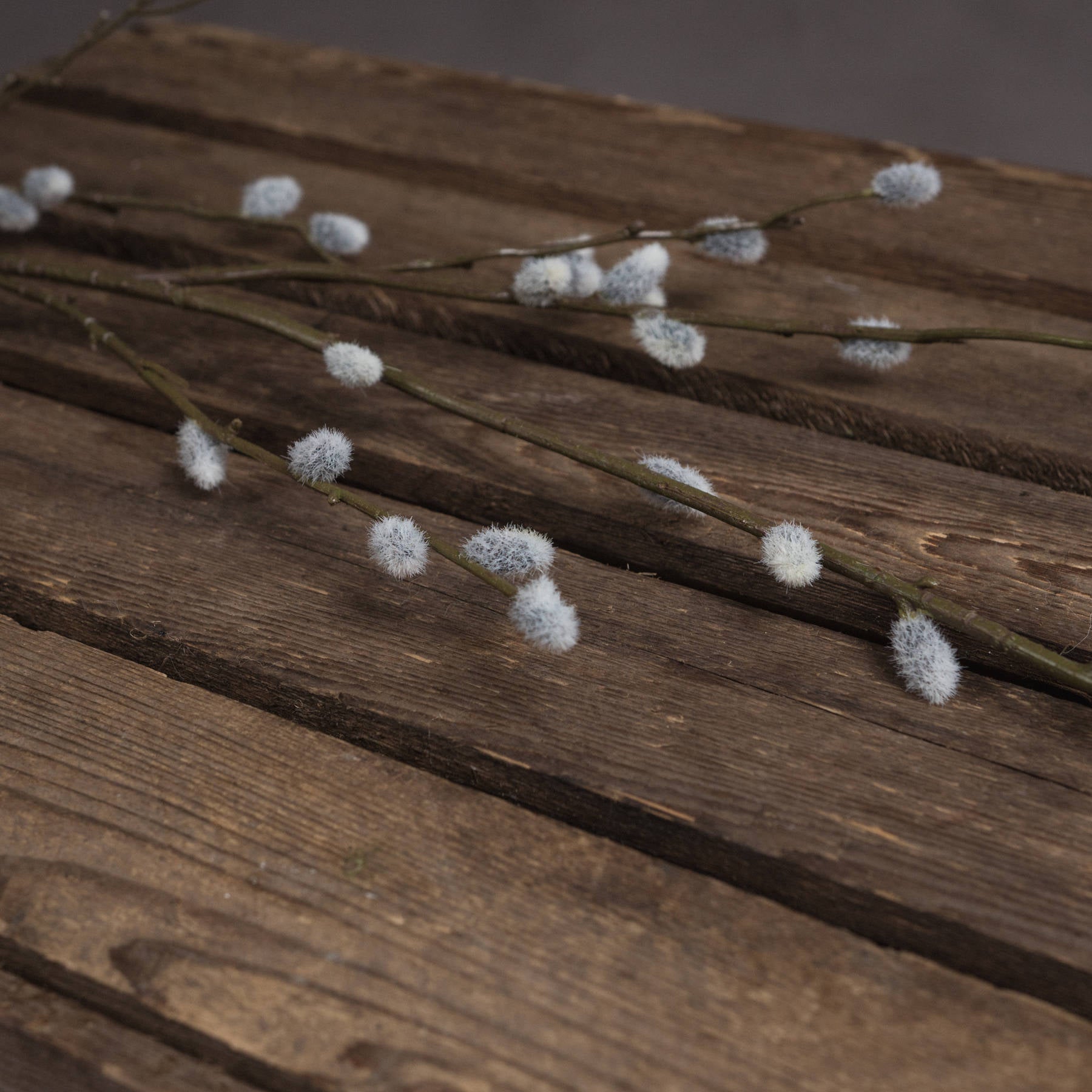 Pussy Willow Branches