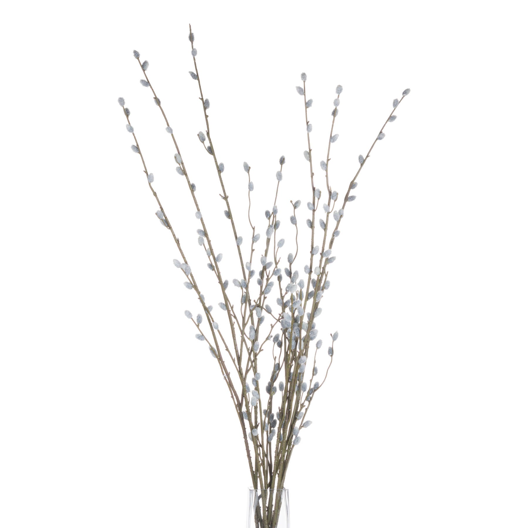 Pussy Willow Branches