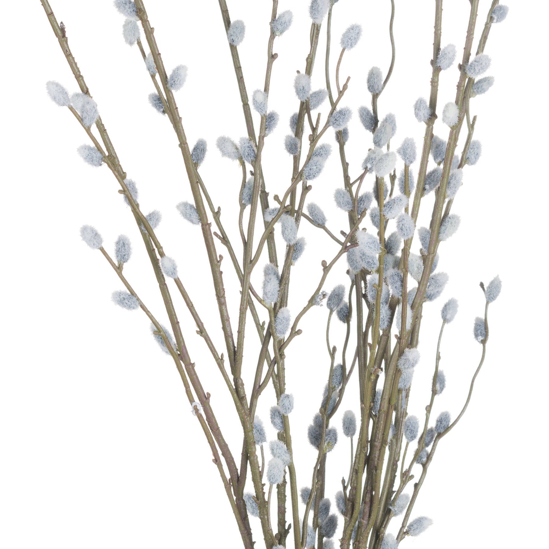 Pussy Willow Branches