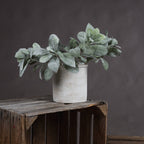 Lambs Ear Spray - 19564