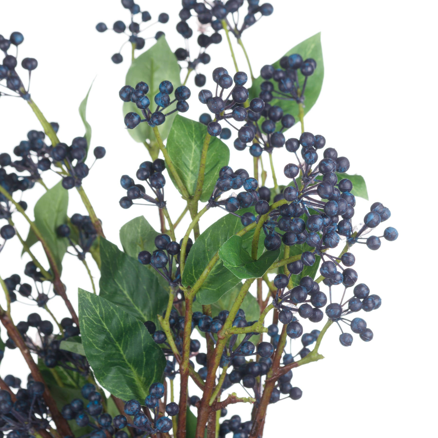 Viburnum Berries