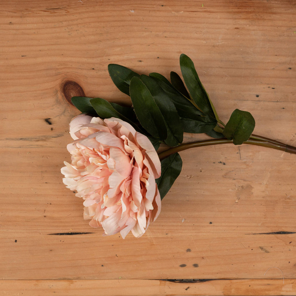 5 Peach Peony Roses