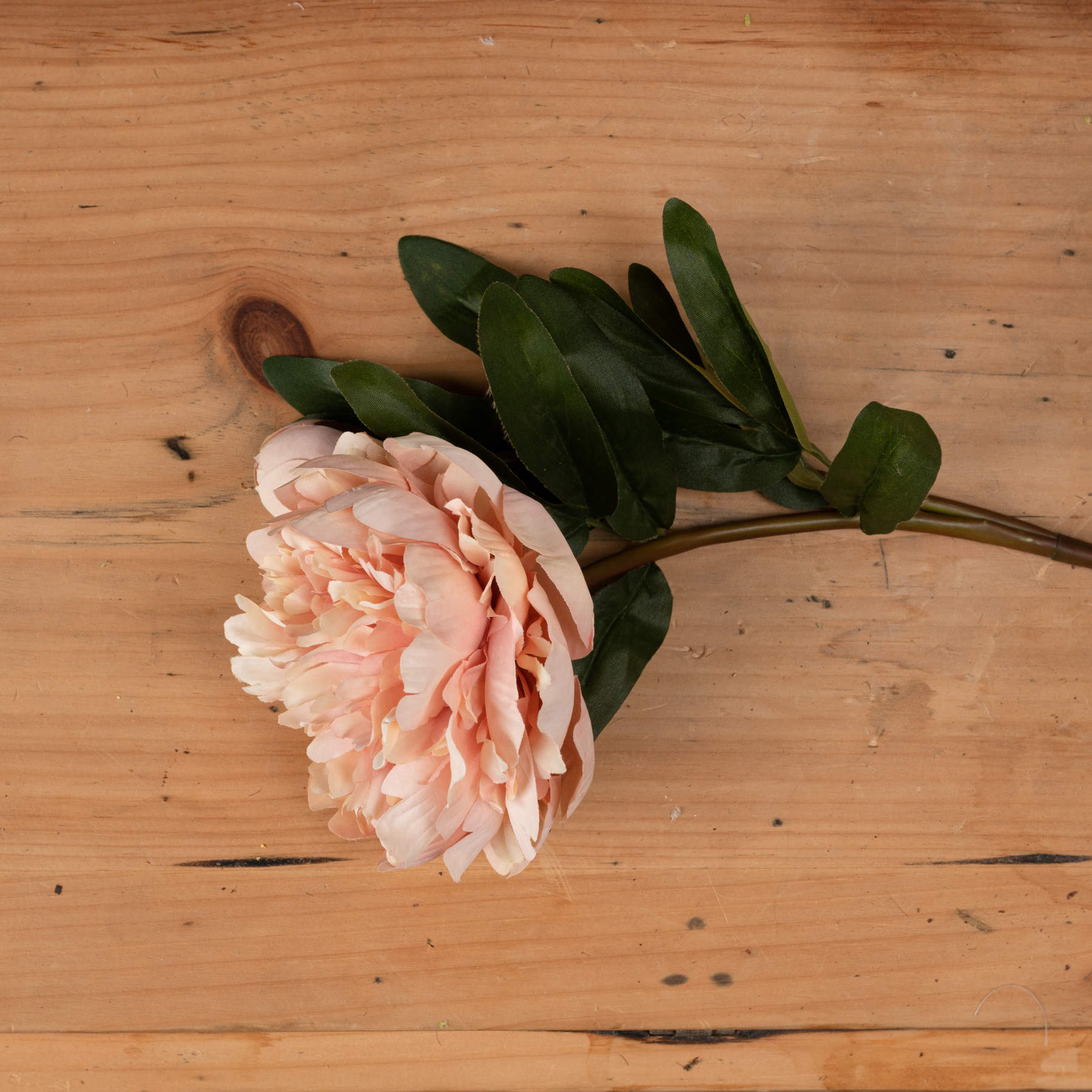 5 Peach Peony Roses