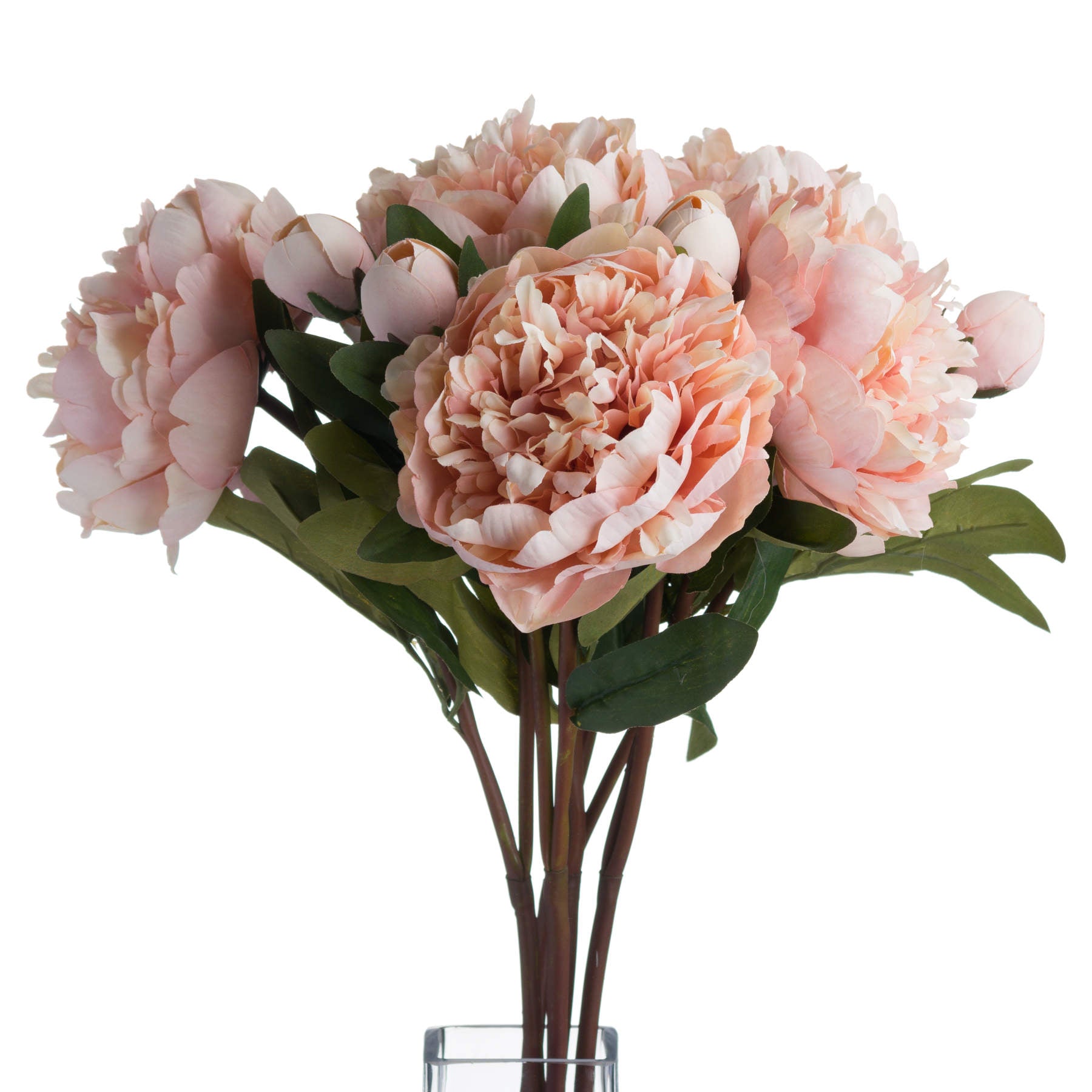 5 Peach Peony Roses