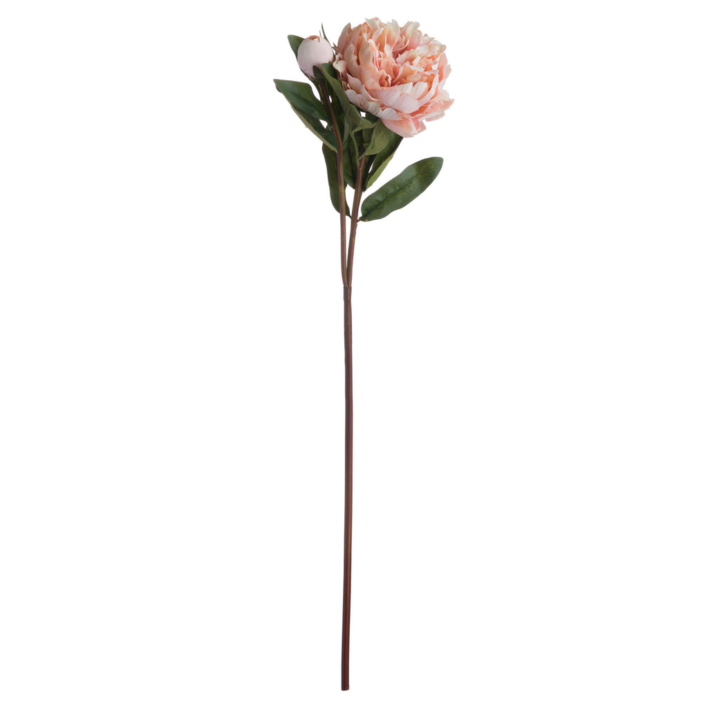10 Peach Peony Roses