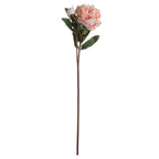 10 Peach Peony Roses