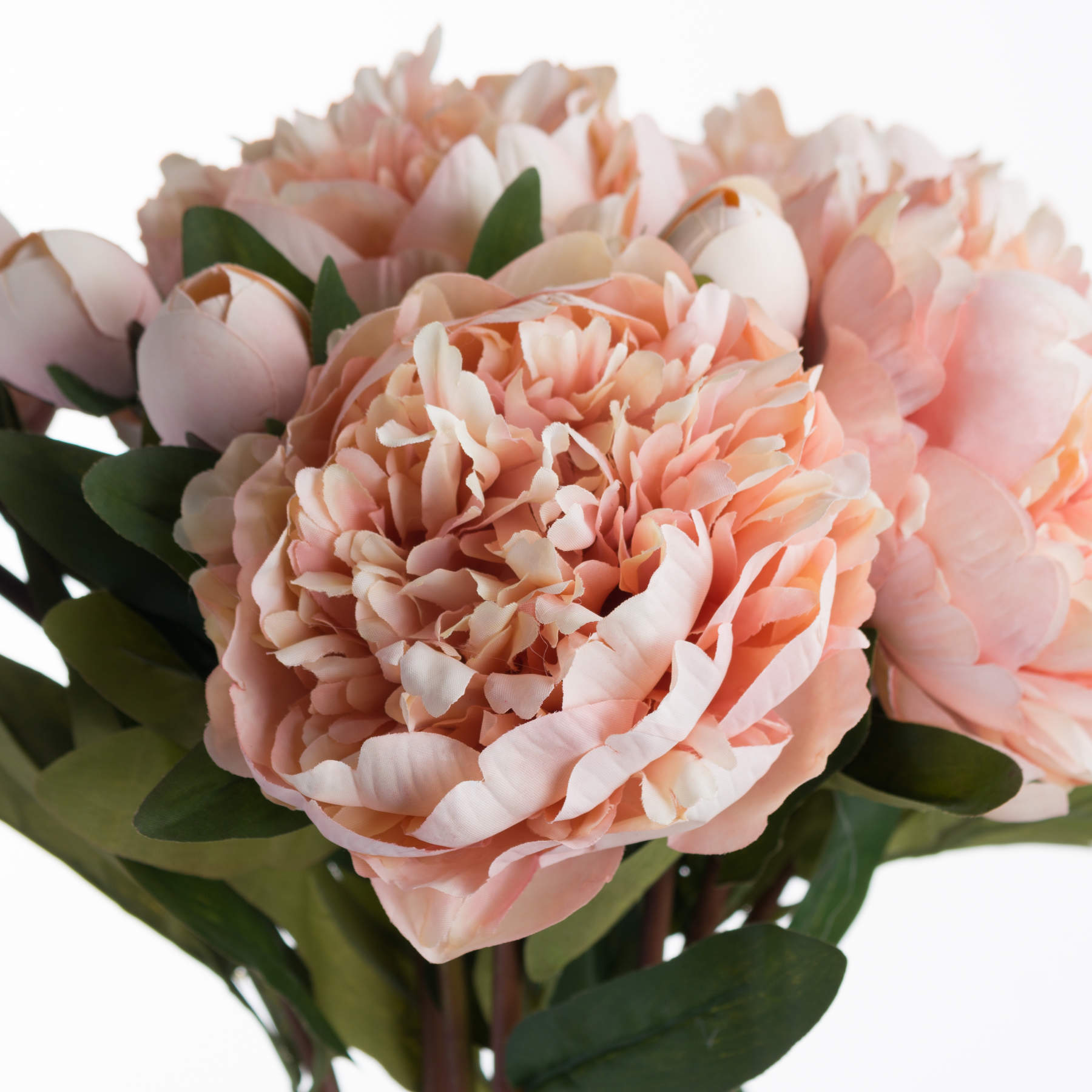 10 Peach Peony Roses