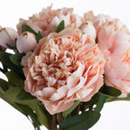 5 Peach Peony Roses