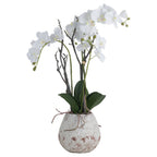 White Orchid