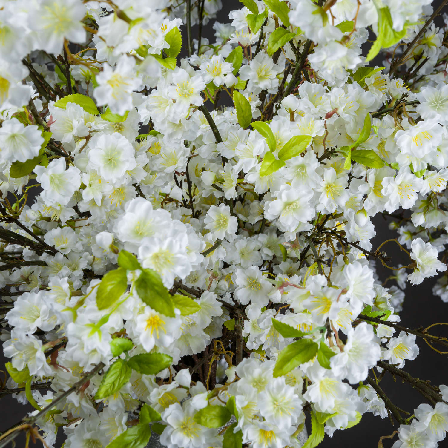 White Cherry Blossoms