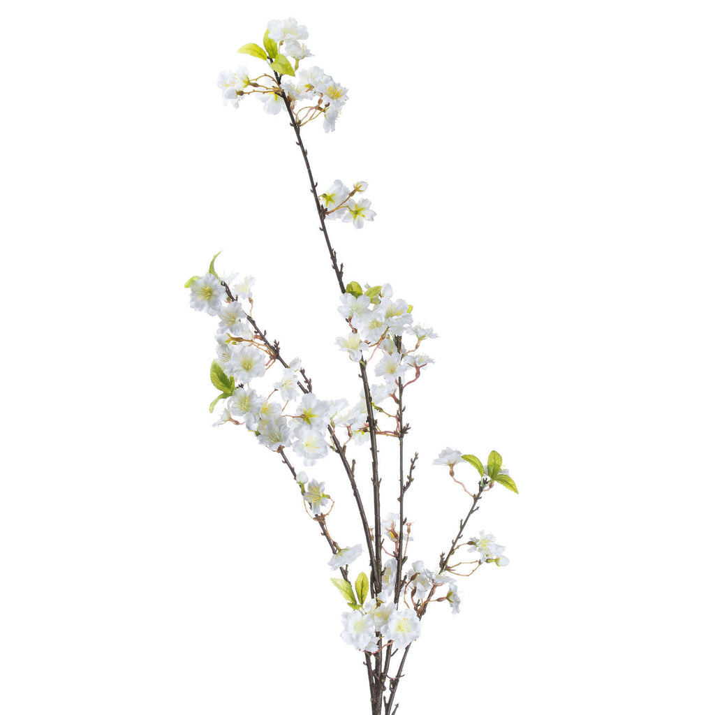 White Cherry Blossoms