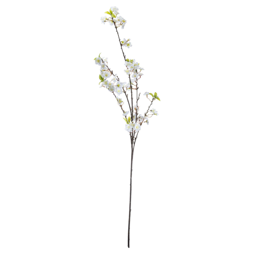 White Cherry Blossoms