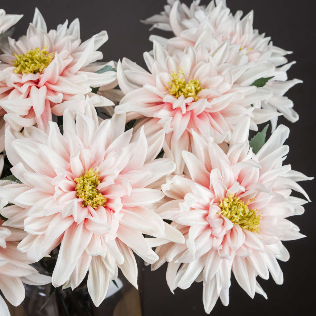 Pink Dahlia
