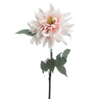Pink Dahlia