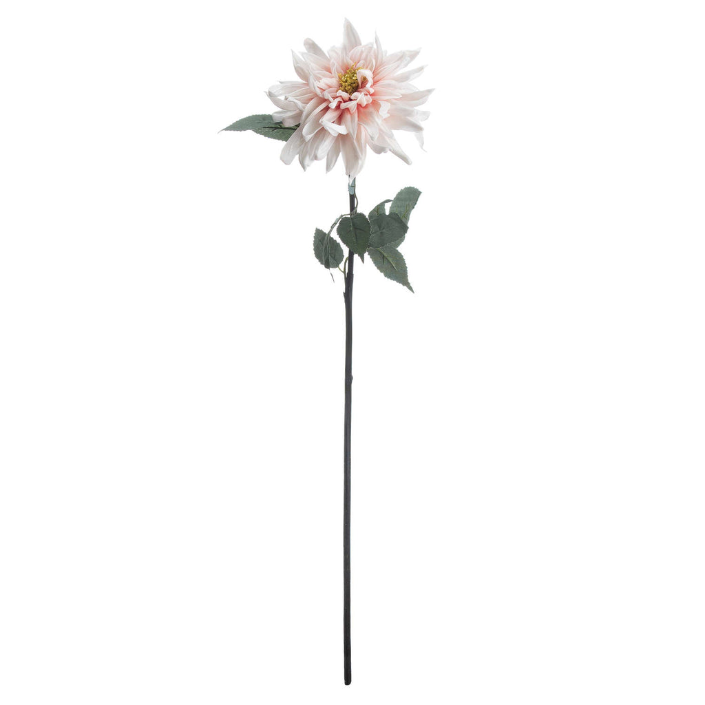 Pink Dahlia