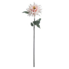 Pink Dahlia
