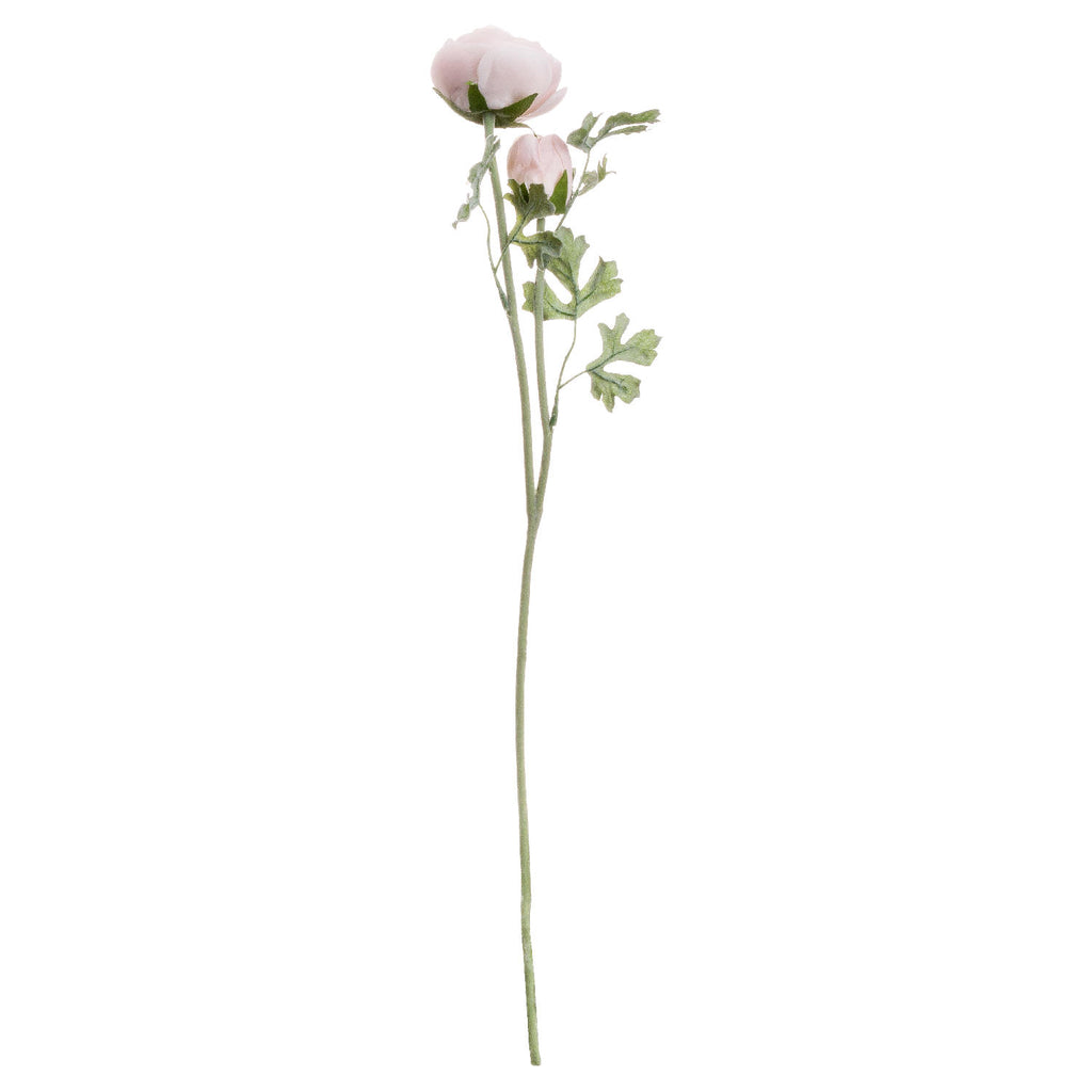 Pink Ranunculus