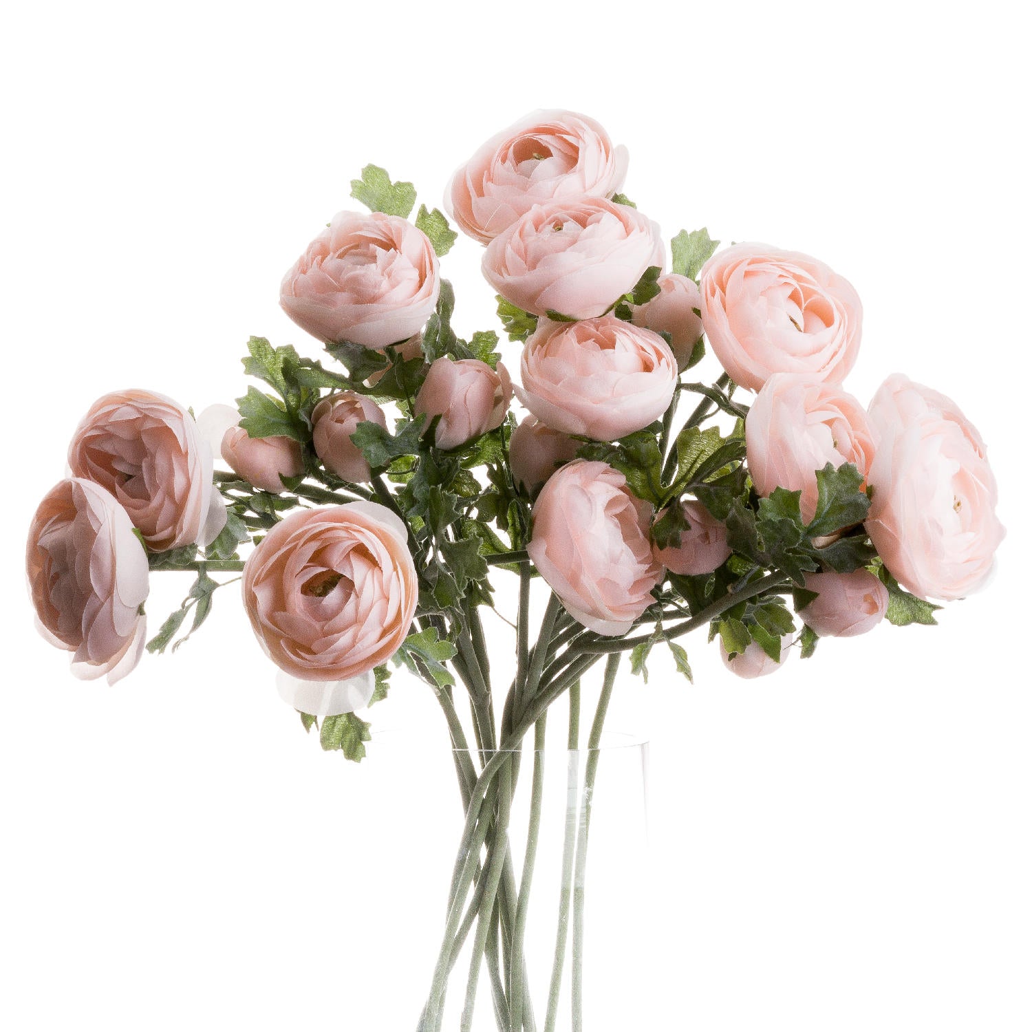 Pink Ranunculus