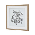 Reef Coral