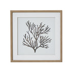 Reef Coral