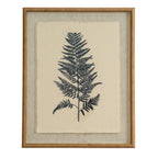 Beech Fern