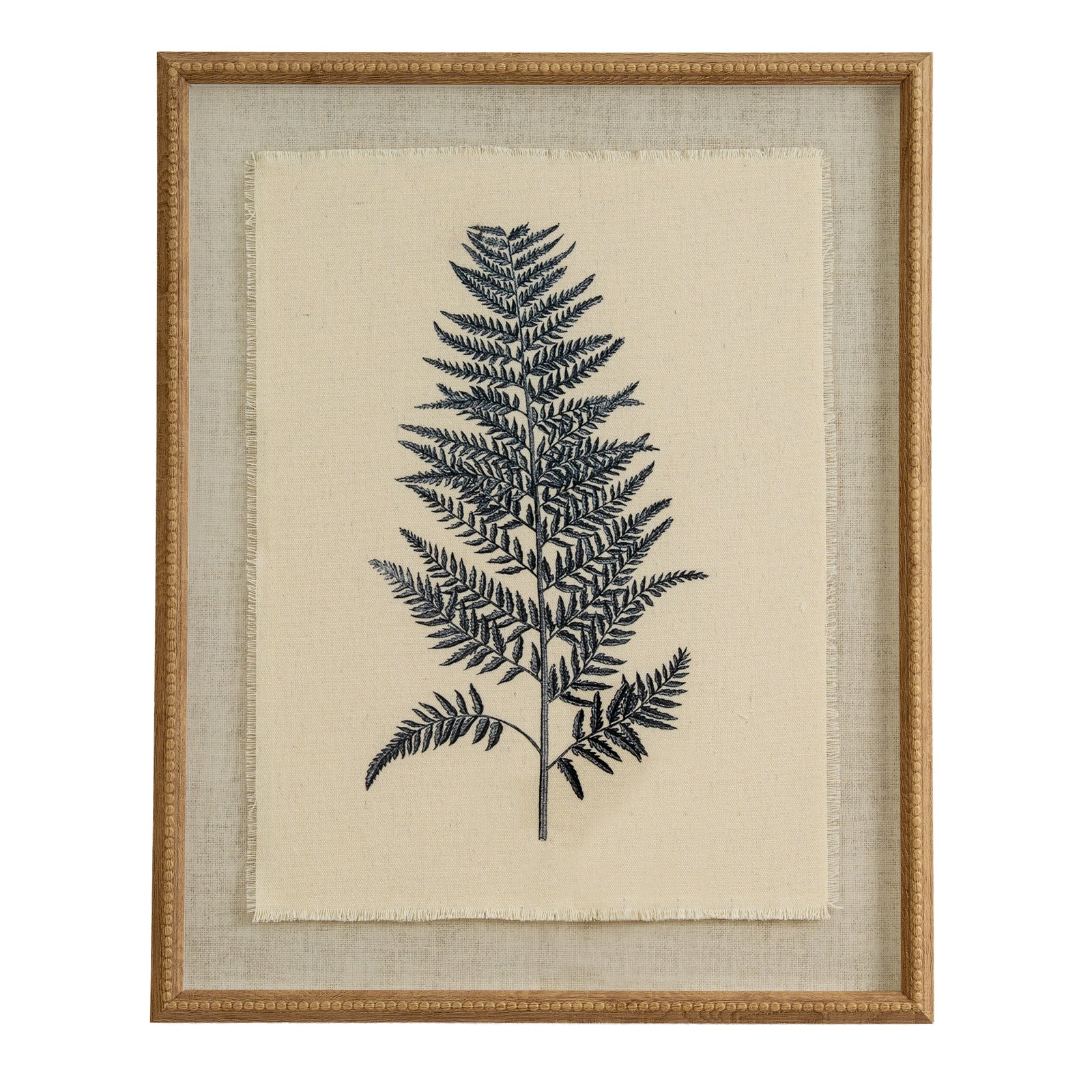 Beech Fern