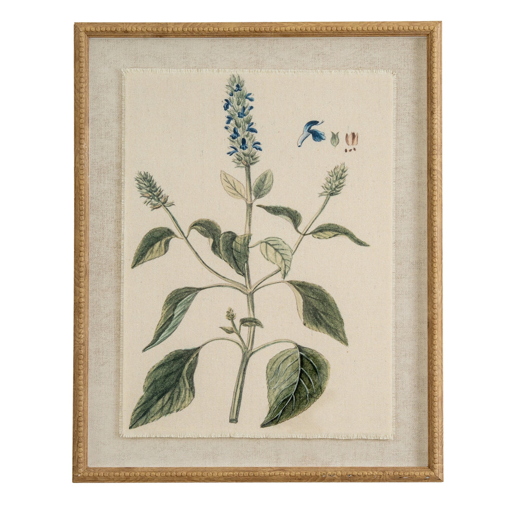 Salvia