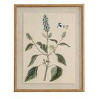 Salvia