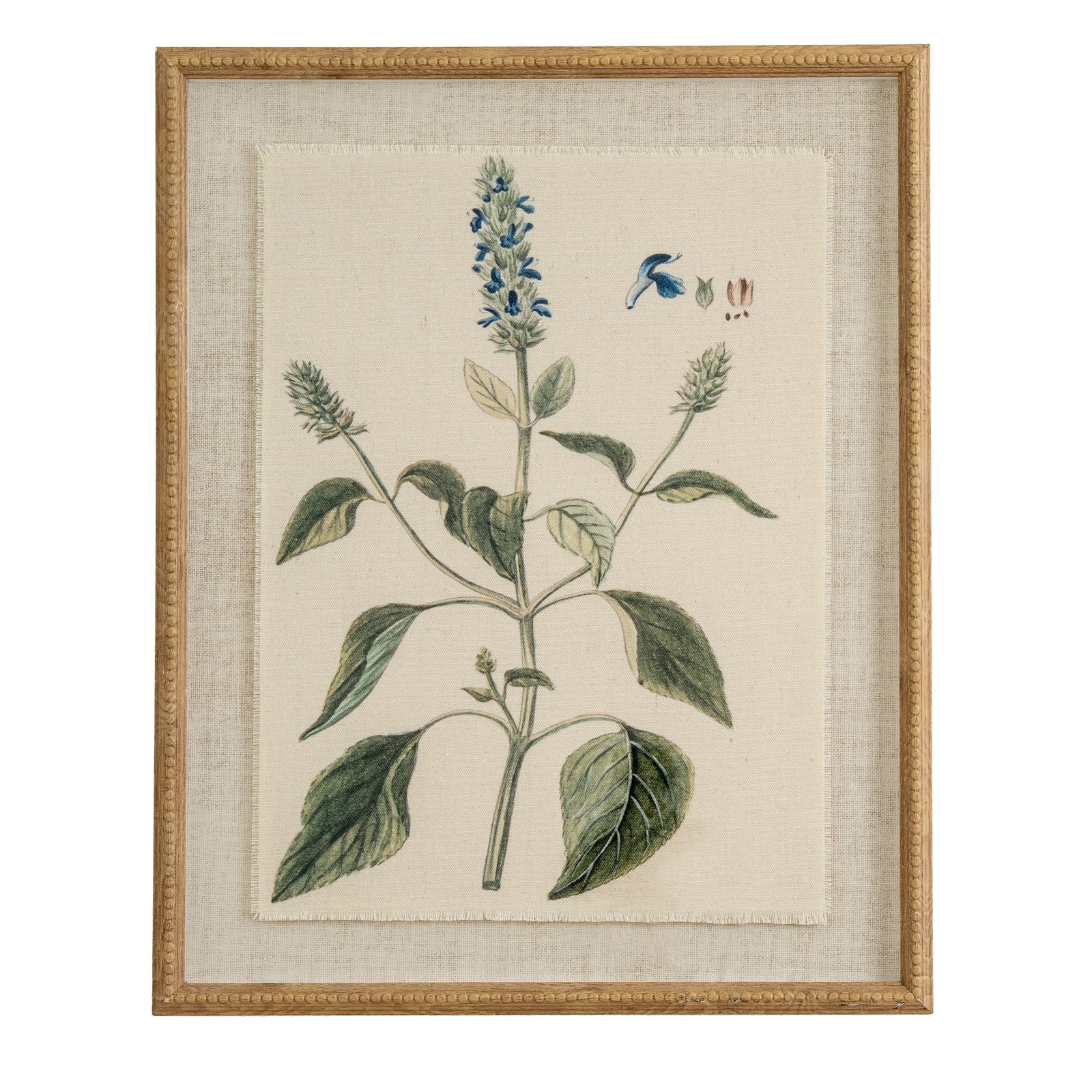 Salvia